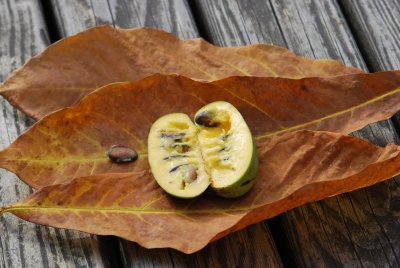 Asimina triloba 'Taytwo' - muďoul trojlaločný - plod, dužina, semena, podzimní listy